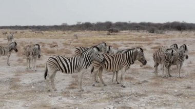 Afrika bush Zebras