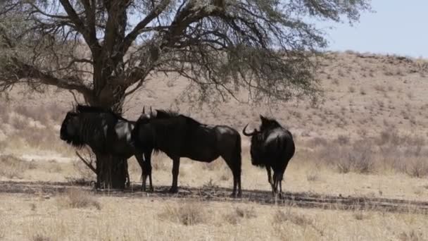 Vad (Connochaetes taurinus) kék GNÚ Gnu legeltetés — Stock videók