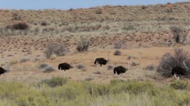Devekuşu Struthio camelus, etkin, Namibia