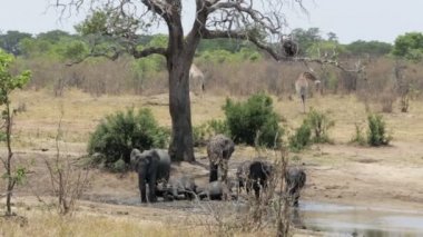 sürüsü çamurlu bir su birikintisinin banyo Afrika