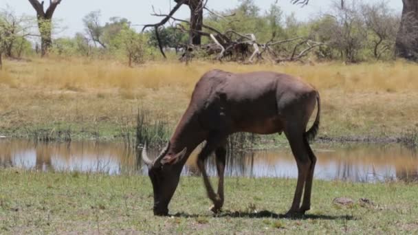 Gemensamma tsessebe (Alcelaphus buselaphus) betar — Stockvideo