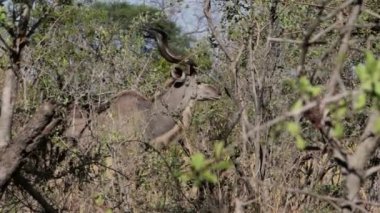 Kudu Afrika bush üzerinde
