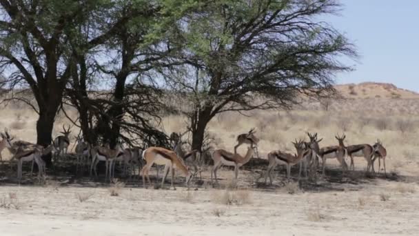 Herd of springbok hiding under a big acacia — Stock Video