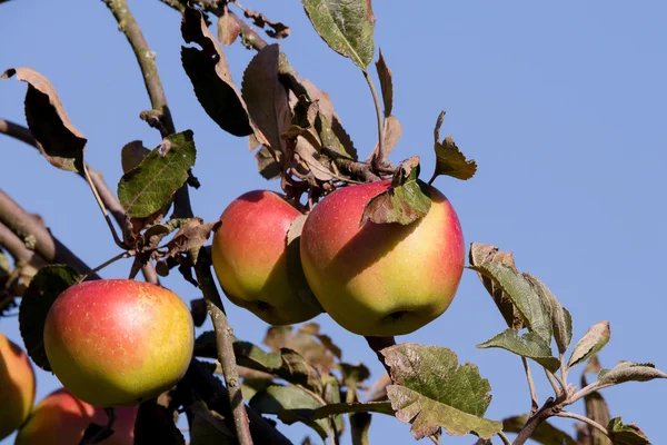 Manzana roja en la rama del árbol — Foto de Stock