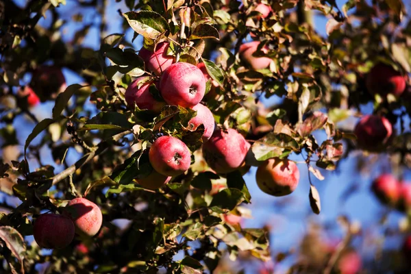 Manzana roja en la rama del árbol — Foto de Stock