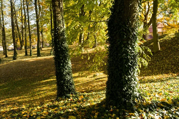 Herfst kleuren in park — Stockfoto