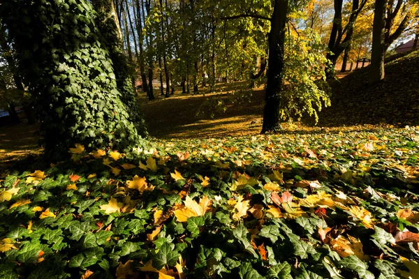 Herfst kleuren in park — Stockfoto