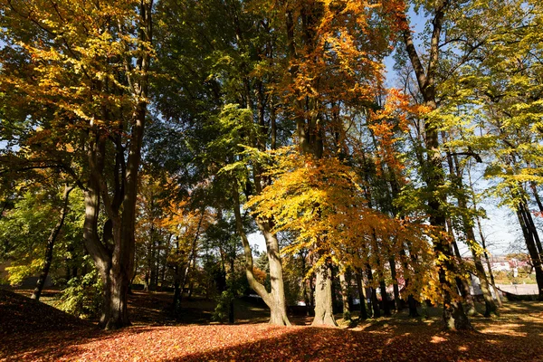 Colori autunnali nel parco — Foto Stock