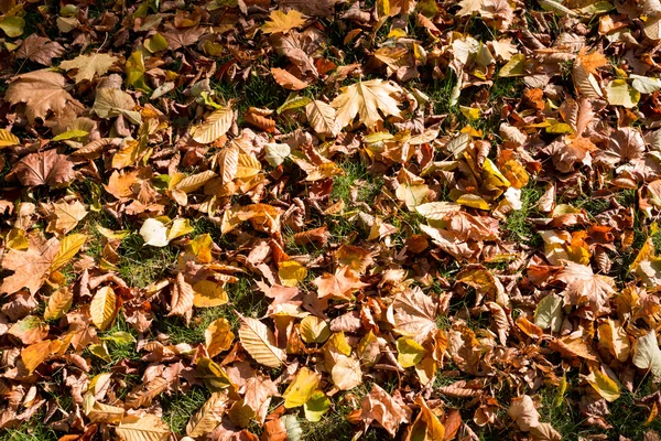 Herbstliche Farben im Park — Stockfoto