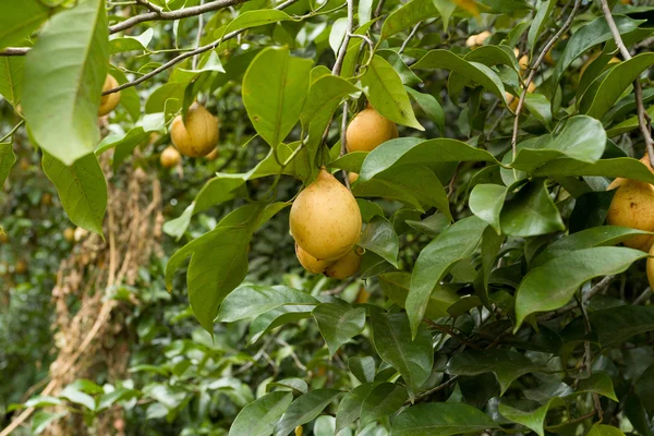 Nuez moscada cruda colgada de nuez moscada, Sulawesi del Norte — Foto de Stock