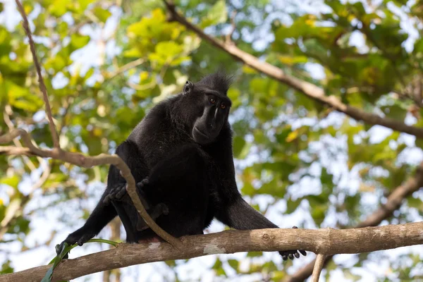 Retrato de celebridades crista macaco, Sulawesi, Indonésia — Fotografia de Stock