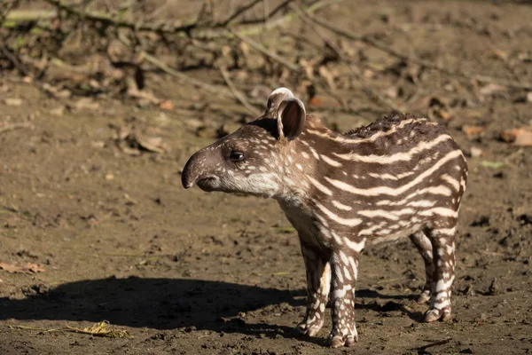 Baby of the endangered South American tapir — Stock Image Baby of the endangered South American tapir Stock Photo