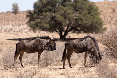 vahşi (Connochaetes taurinus) mavi Wildebeest