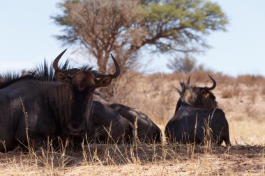 vahşi (Connochaetes taurinus) mavi Wildebeest