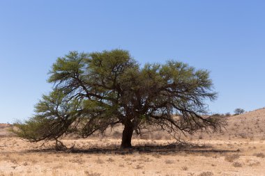 kgalagadi transfontier park