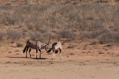 Gemsbok, Oryx gazella