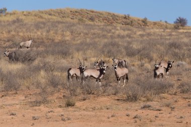 Gemsbok, Oryx gazella