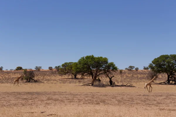 Giraffa καμηλοπάρδαλης στην αφρικανική ζούγκλα — Φωτογραφία Αρχείου