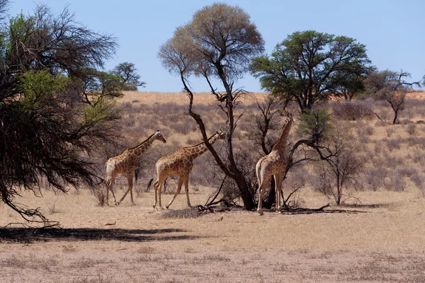 Giraffa camelopardalis en arbusto africano —  Fotos de Stock