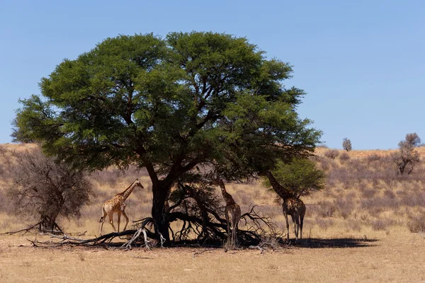 Giraffa camelopardalis dans la brousse africaine — Photo