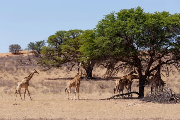 Zürafa zürafa Afrika Bush — Stok fotoğraf