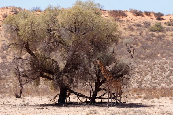 Giraffa camelopardalis nel bush africano — Foto Stock