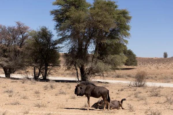 Άγρια (Connochaetes taurinus) γκνου (Blue wildebeest) — Φωτογραφία Αρχείου