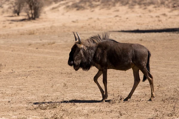 Vahşi (Connochaetes taurinus) mavi Wildebeest — Stok fotoğraf