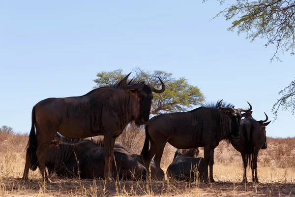 vahşi (Connochaetes taurinus) mavi Wildebeest