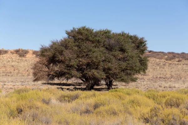 Kgalagadi parco transfontier — Foto Stock