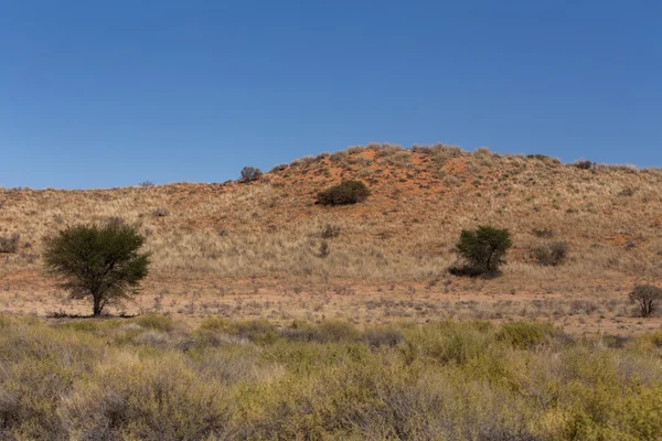 Kgalagadi parco transfontier — Foto Stock