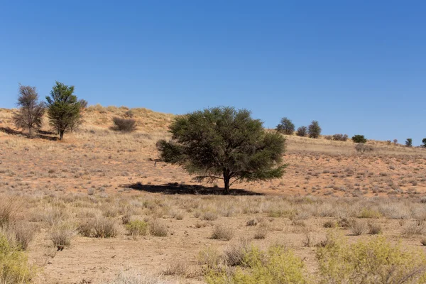 Kgalagadi transfontier πάρκο — Φωτογραφία Αρχείου