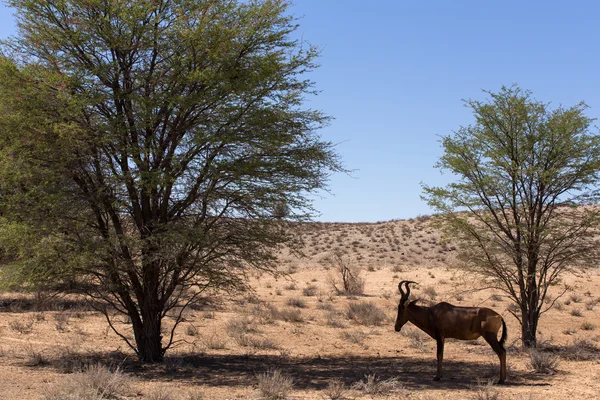 Μια κοινή tsessebe (Alcelaphus buselaphus) η κάμερα — Φωτογραφία Αρχείου