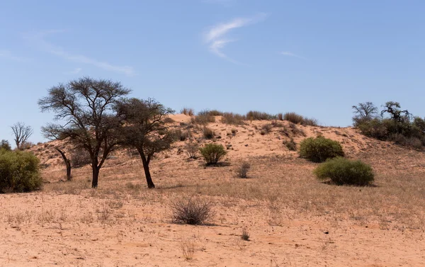 Park transfontier kgalagadi — Zdjęcie stockowe