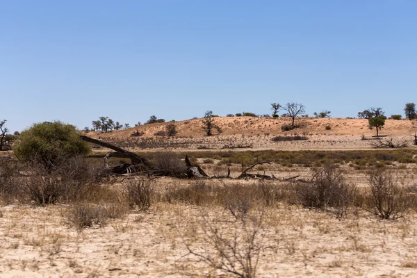 Kgalagadi transfontier πάρκο — Φωτογραφία Αρχείου