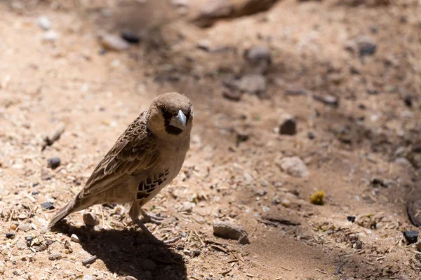 Κοινωνικότητα Weaver πουλί στο Kgalagadi — Φωτογραφία Αρχείου