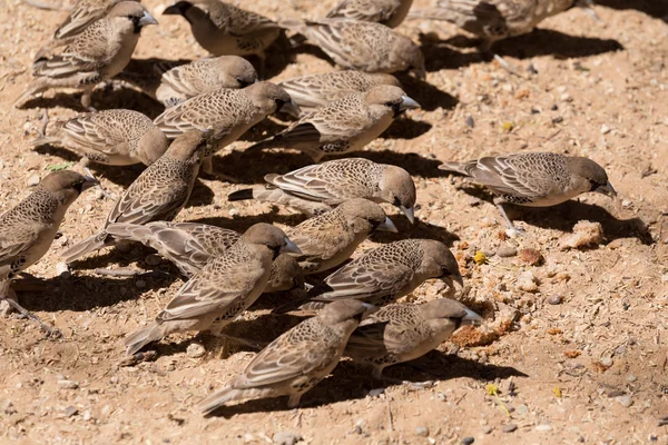 Κοινωνικότητα Weaver πουλί στο Kgalagadi — Φωτογραφία Αρχείου