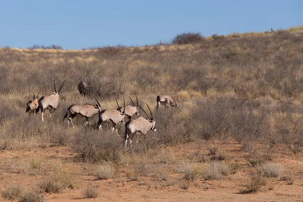 Gemsbok, Oryx gazella — Stok fotoğraf