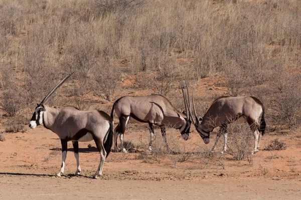 Combat entre deux Gemsbok mâles, Oryx gazella — Photo