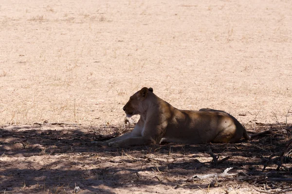 Leão fêmea deitado na grama na sombra da árvore . — Fotografia de Stock