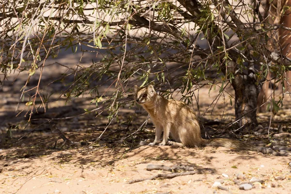 Yellow mongoose, Kalahari desert, South Africa — Stock Photo, Image