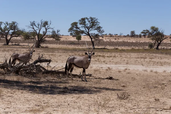 Gemsbok, Oryx gazella — Φωτογραφία Αρχείου