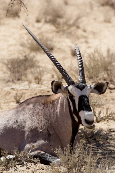 Órix, Oryx gazella — Fotografia de Stock