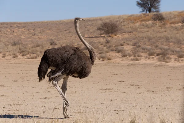 Struisvogel struisvogels camelus, in Kgalagadi, Zuid-Afrika — Stockfoto