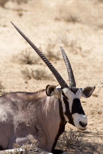 Gemsbok, Oryx gazella — стокове фото