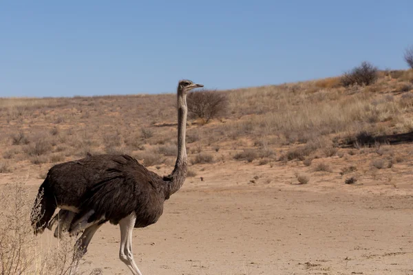 Autruche Struthio camelus, à Kgalagadi, Afrique du Sud — Photo