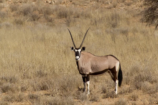 Gemsbok, Oryx gazella —  Fotos de Stock