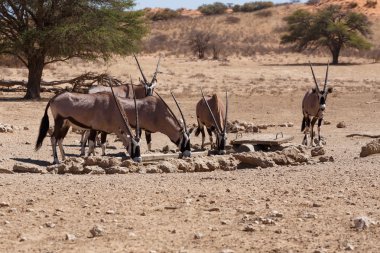 Gemsbok, Oryx gazella