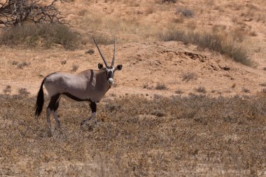 Gemsbok, Oryx gazella