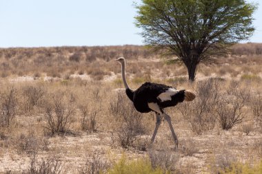 Devekuşu Struthio camelus, Kgalagadi, Güney Afrika